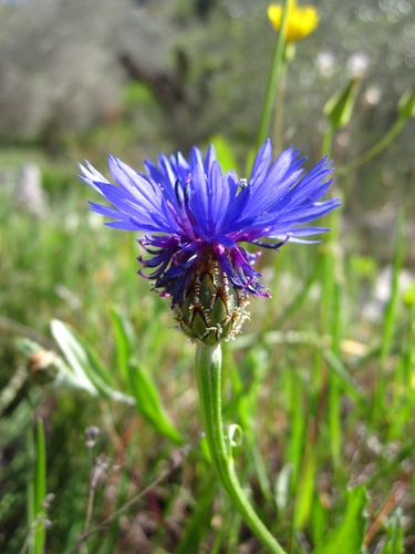 Cornflower