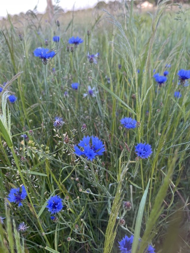 Cornflower