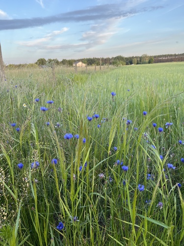 Cornflower
