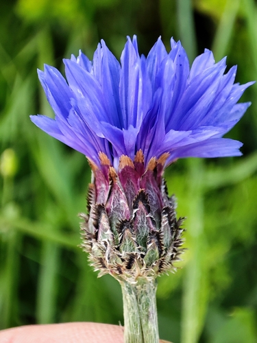 Cornflower