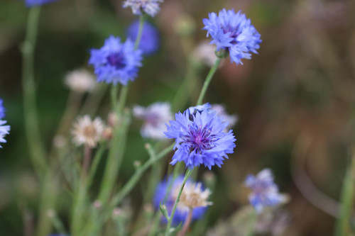 Cornflower
