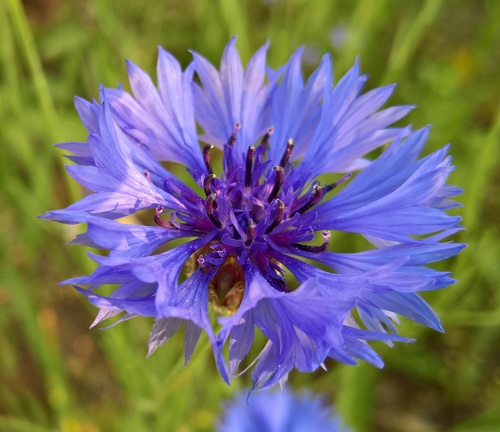 Cornflower
