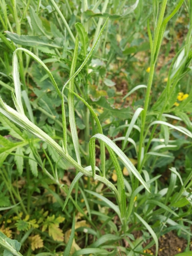 Cornflower