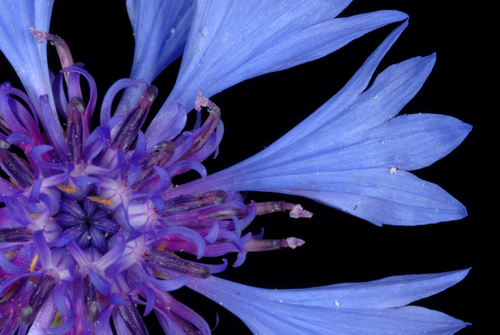 Cornflower