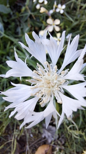 Cornflower