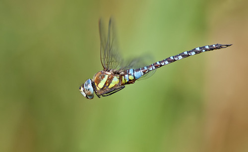 Migrant Hawker