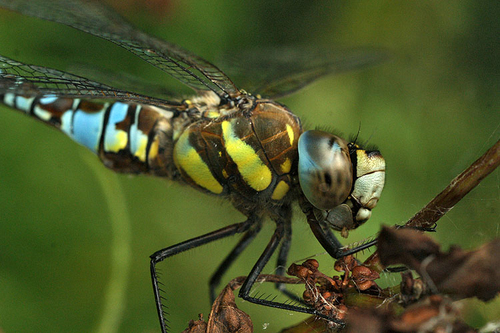 Migrant Hawker