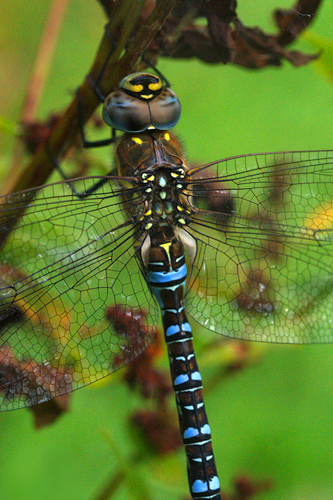 Migrant Hawker
