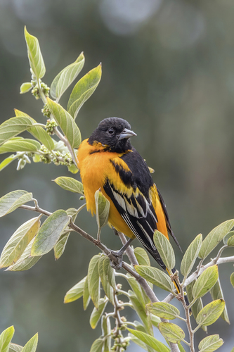 Baltimore Oriole