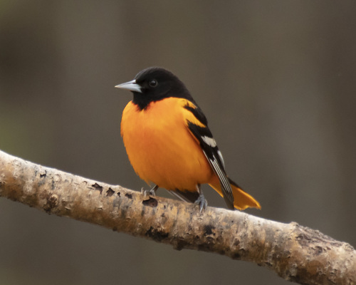 Baltimore Oriole