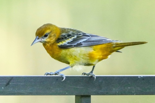 Baltimore Oriole