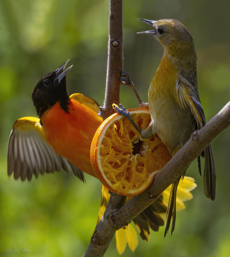 Baltimore Oriole