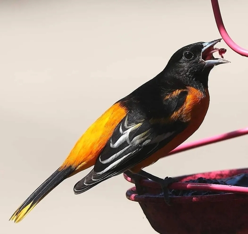 Baltimore Oriole