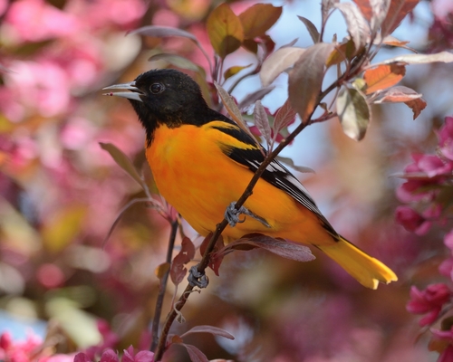 Baltimore Oriole