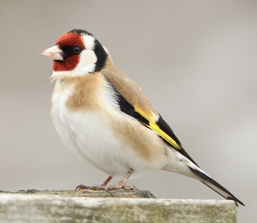European Goldfinch