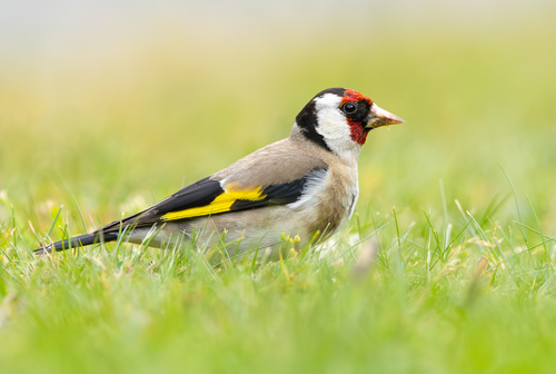 European Goldfinch