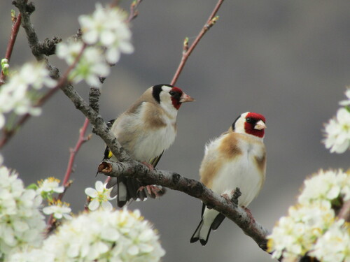 European Goldfinch