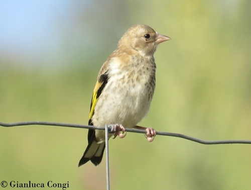 European Goldfinch