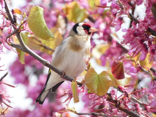 European Goldfinch