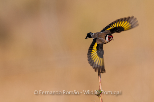 European Goldfinch