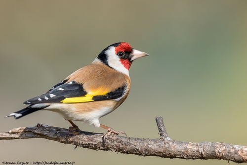 European Goldfinch