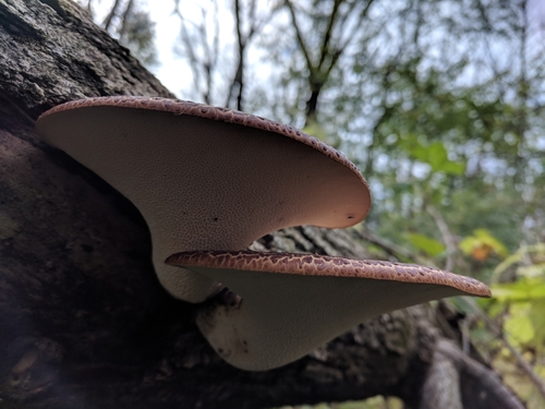 Dryad's Saddle