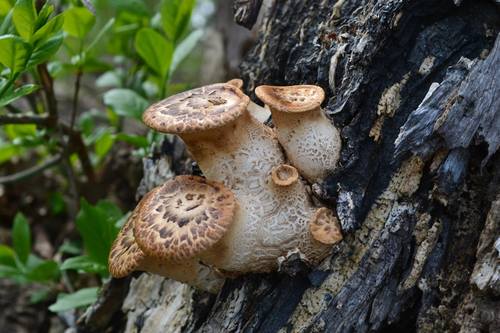Dryad's Saddle