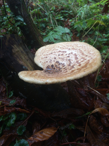 Dryad's Saddle