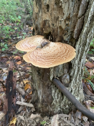 Dryad's Saddle