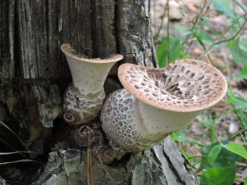Dryad's Saddle