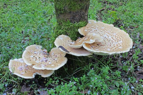 Dryad's Saddle