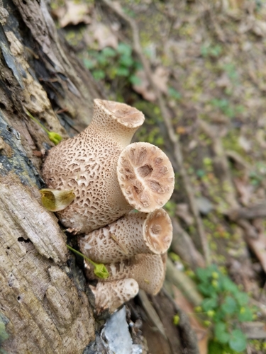 Dryad's Saddle