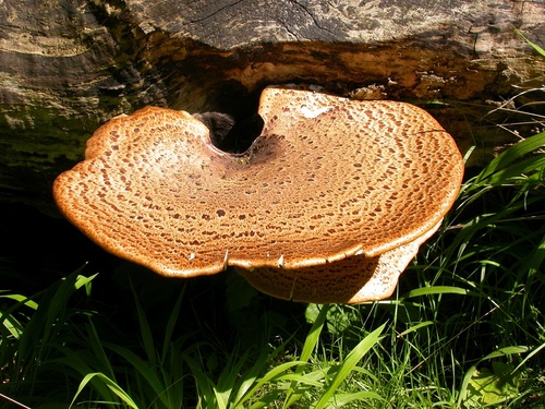 Dryad's Saddle