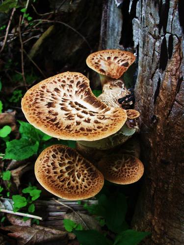 Dryad's Saddle