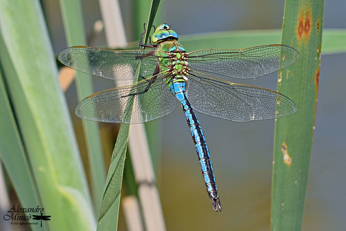 Blue Emperor