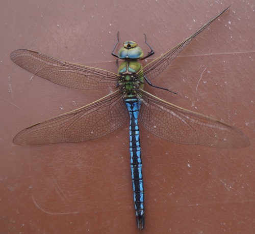Blue Emperor