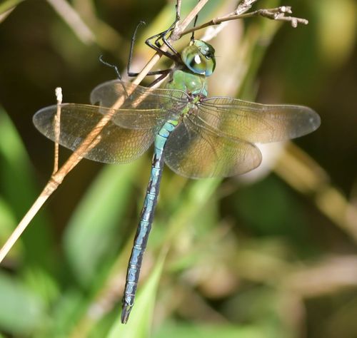 Blue Emperor