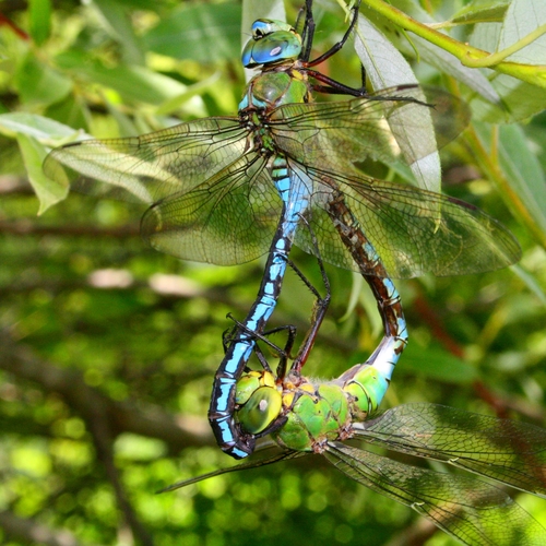 Blue Emperor