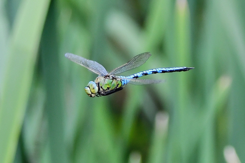 Blue Emperor