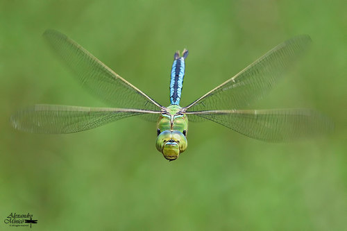 Blue Emperor