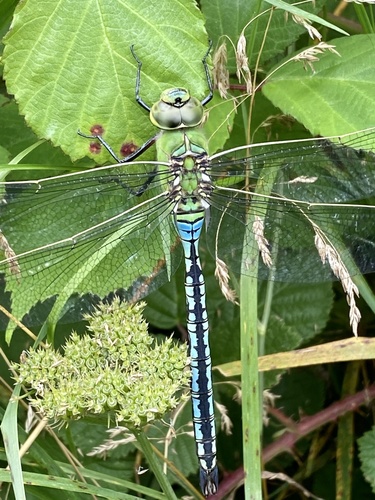 Blue Emperor