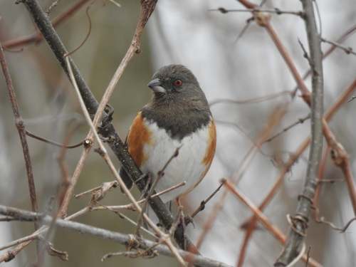 Spotted Towhee