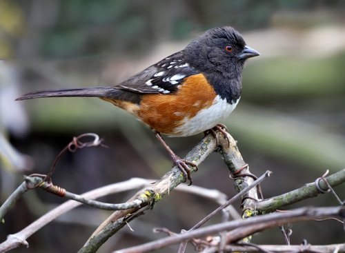 Spotted Towhee