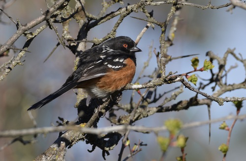 Spotted Towhee