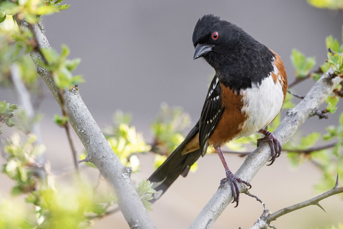 Spotted Towhee