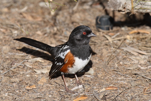 Spotted Towhee