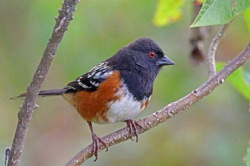 Spotted Towhee