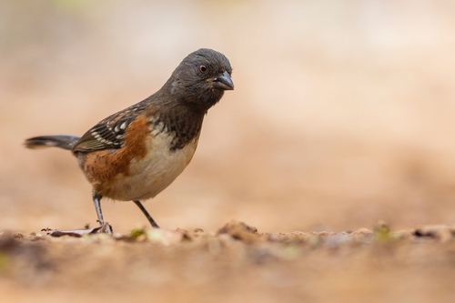 Spotted Towhee