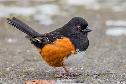 Spotted Towhee