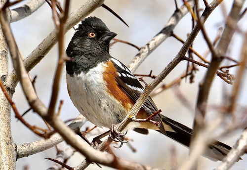 Spotted Towhee